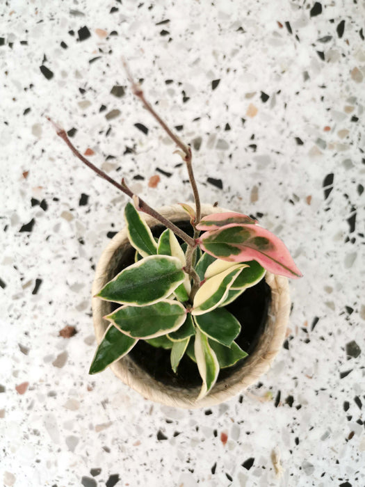 Hoya carnosa albomarginata
