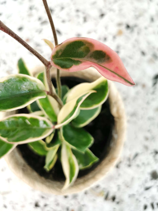 Hoya carnosa albomarginata
