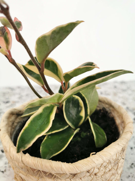 Hoya carnosa albomarginata