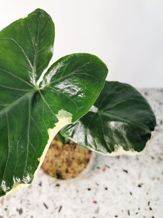 Alocasia mickey mouse - Large