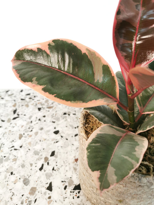 Ficus elastica belize