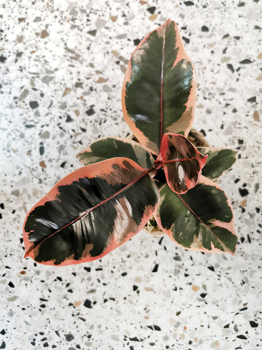 Ficus elastica belize