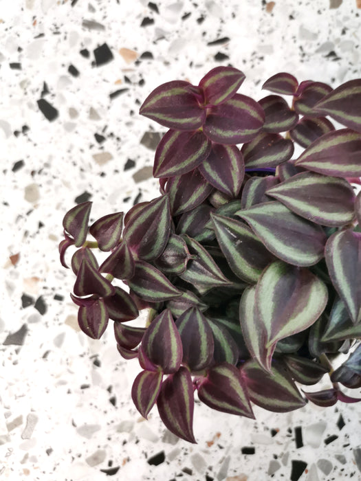 Tradescantia purple passion