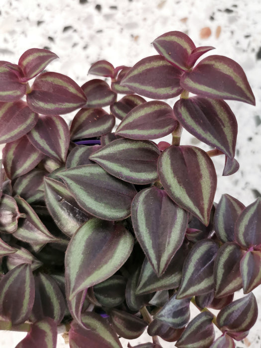 Tradescantia purple passion