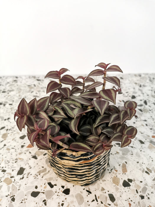 Tradescantia purple passion