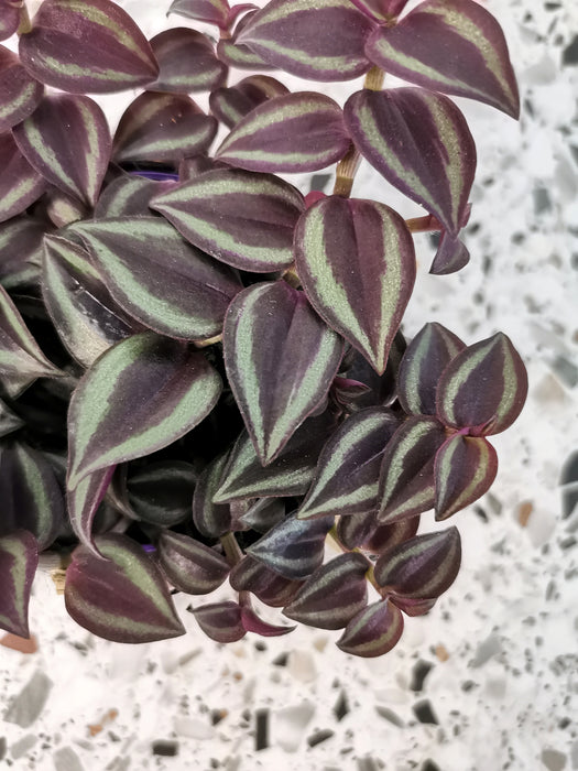 Tradescantia purple passion