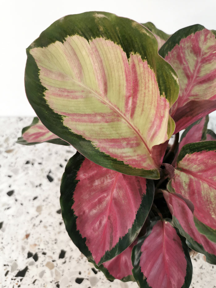 Calathea