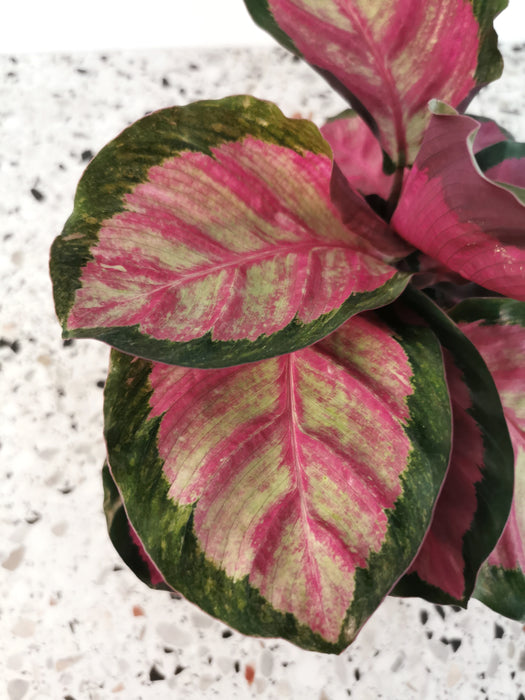 Calathea roseopicta silvia