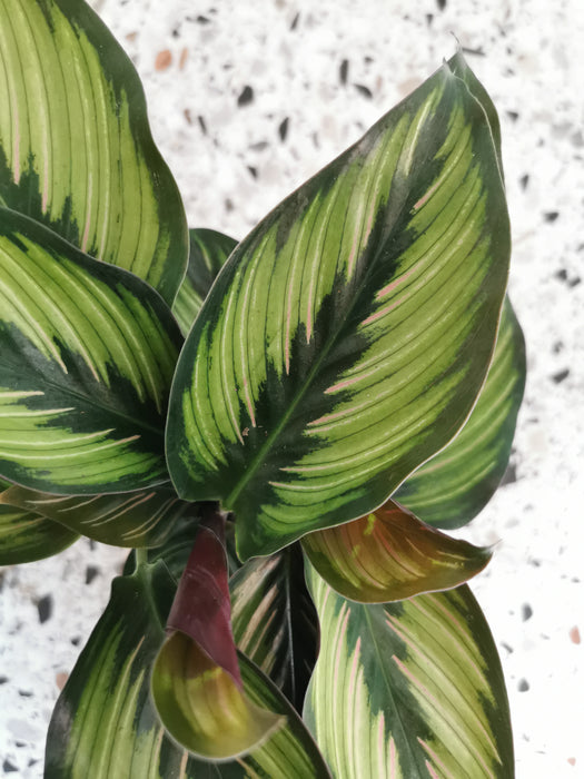 Calathea ornata beauty star - medium