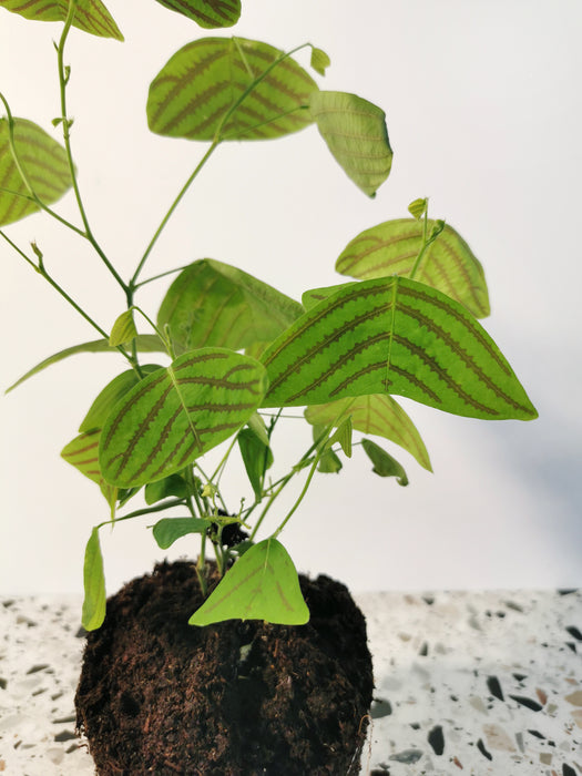 Christia obcordata
