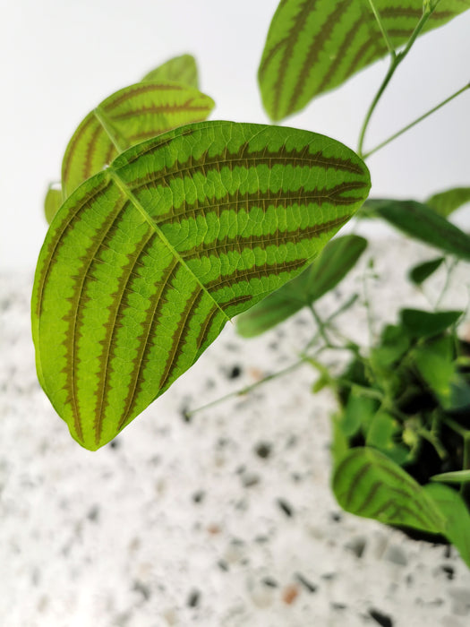 Christia obcordata