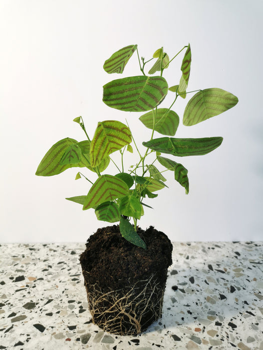 Christia obcordata