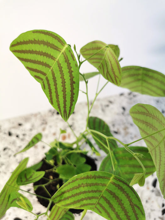 Christia obcordata