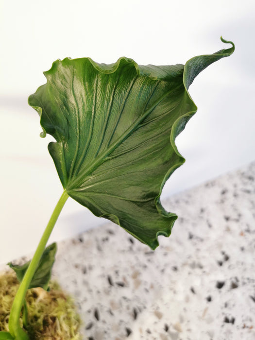 Alocasia triangularis