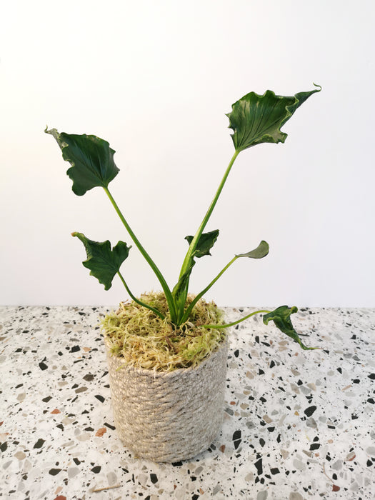 Alocasia triangularis