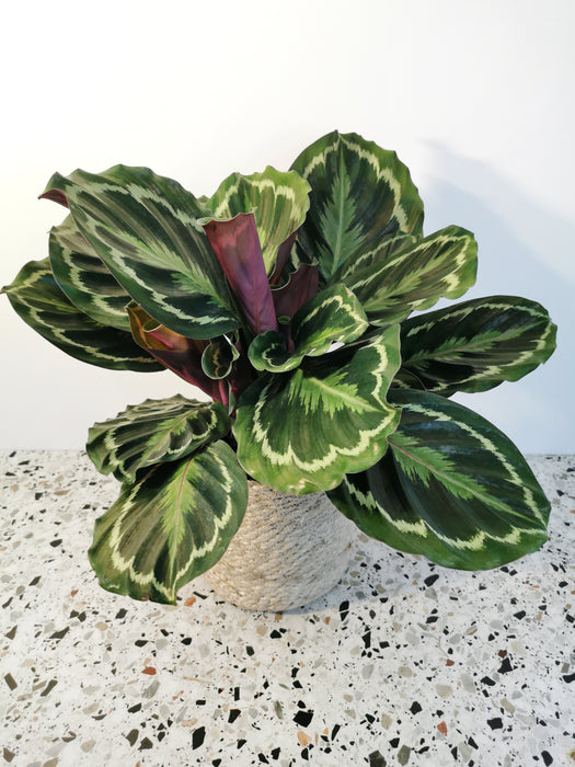 Calathea medaillon - large