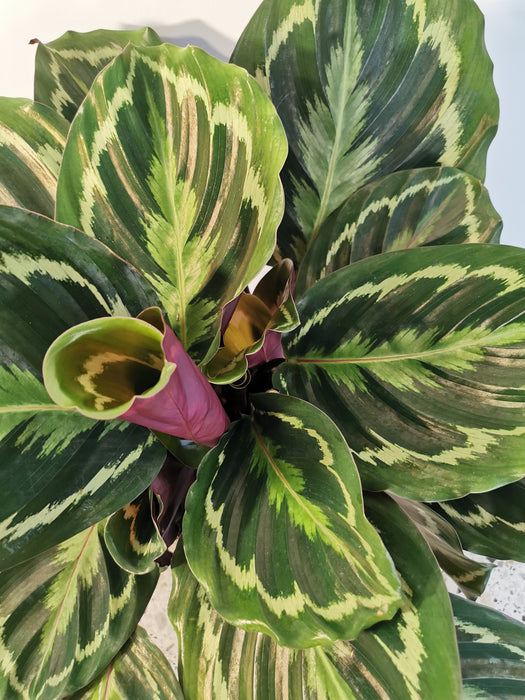 Calathea medaillon - large