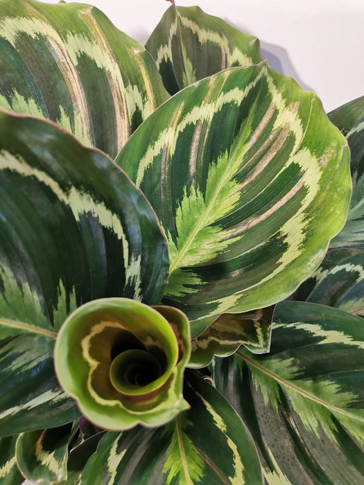 Calathea medaillon - large