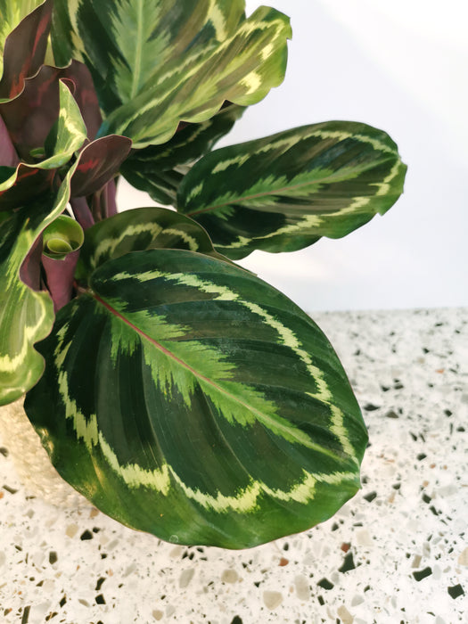 Calathea medaillon - large