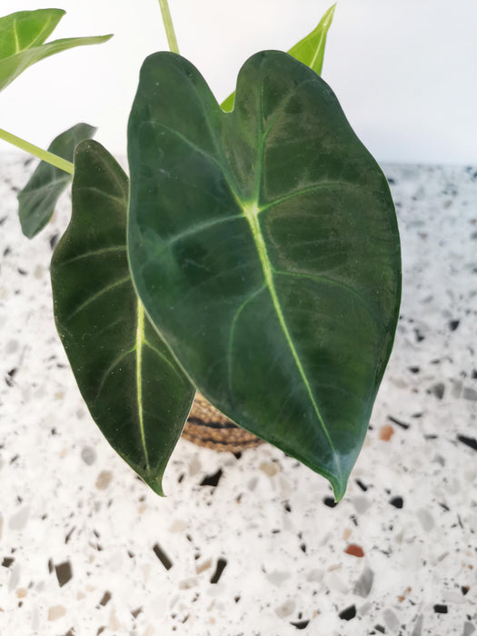 Alocasia micholitziana frydek