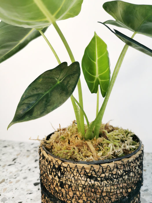 Alocasia micholitziana frydek