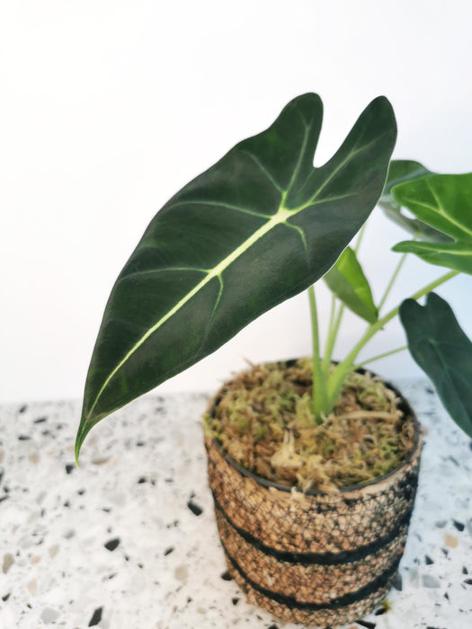 Alocasia micholitziana frydek