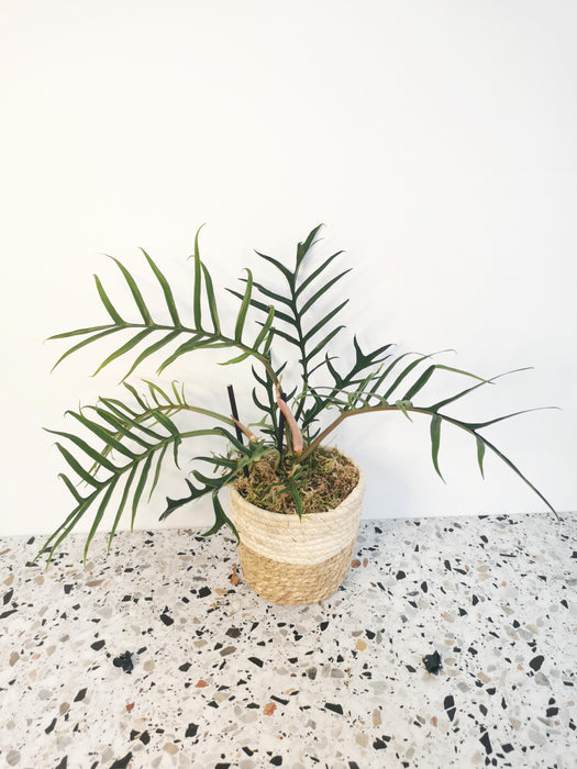 Philodendron tortum - medium