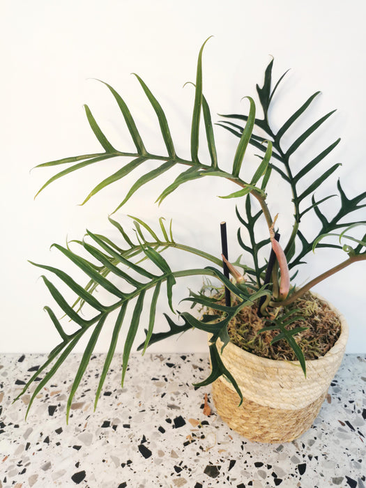 Philodendron tortum - medium