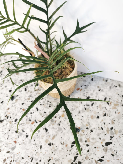 Philodendron tortum - medium