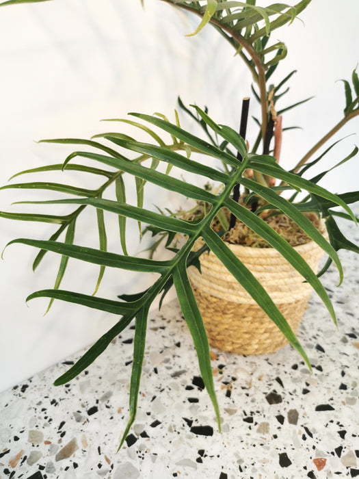 Philodendron tortum - medium