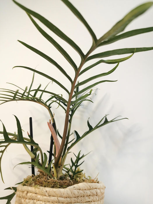 Philodendron tortum - medium