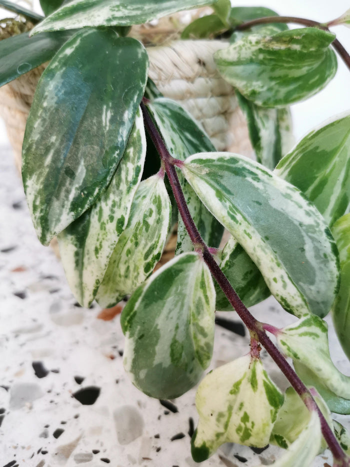 Aeschynanthus