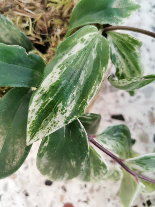 Aeschynanthus aureum variegata