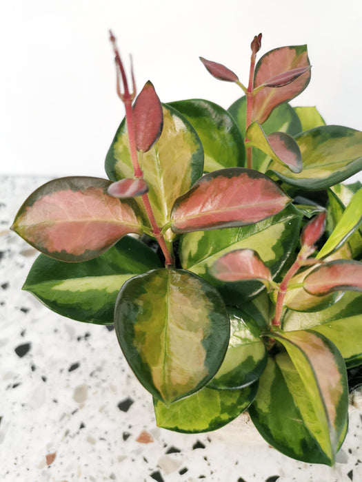Hoya australis lisa
