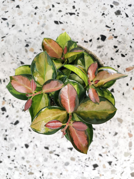 Hoya australis lisa