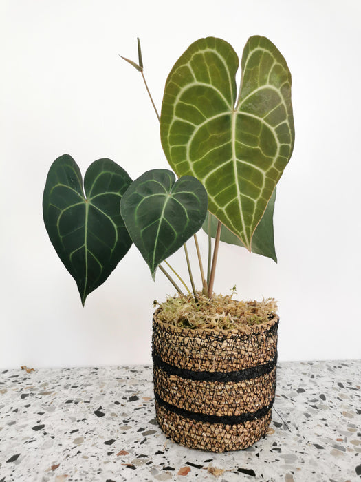 Anthurium clarinervium