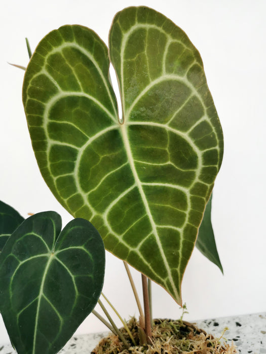 Anthurium clarinervium