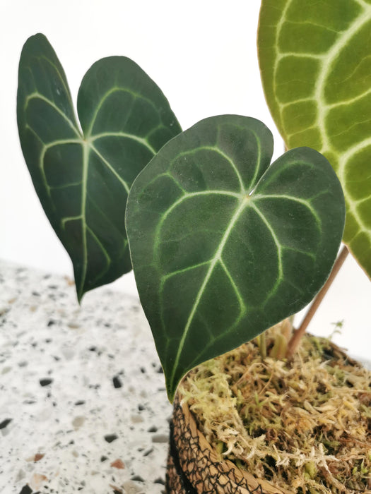 Anthurium clarinervium