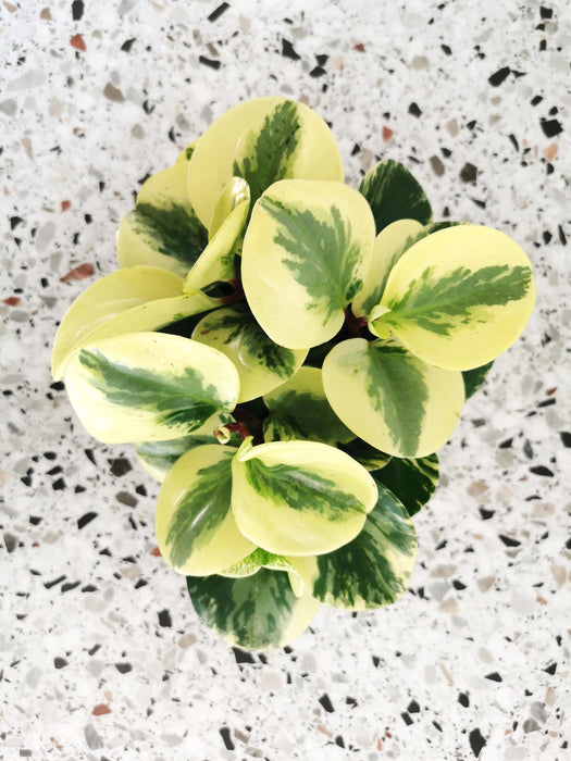 Peperomia obtusifolia variegata - small