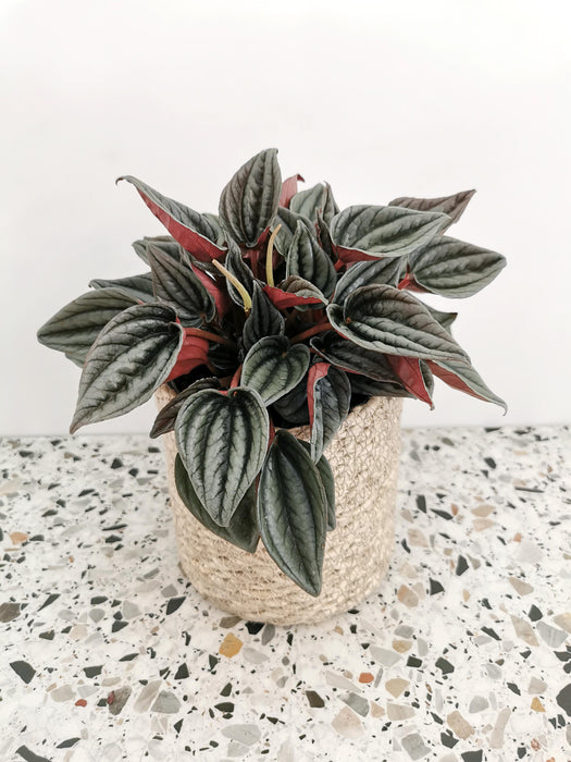 Peperomia mendoza - medium