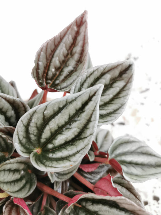 Peperomia mendoza - medium
