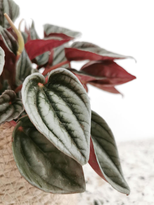 Peperomia mendoza - medium