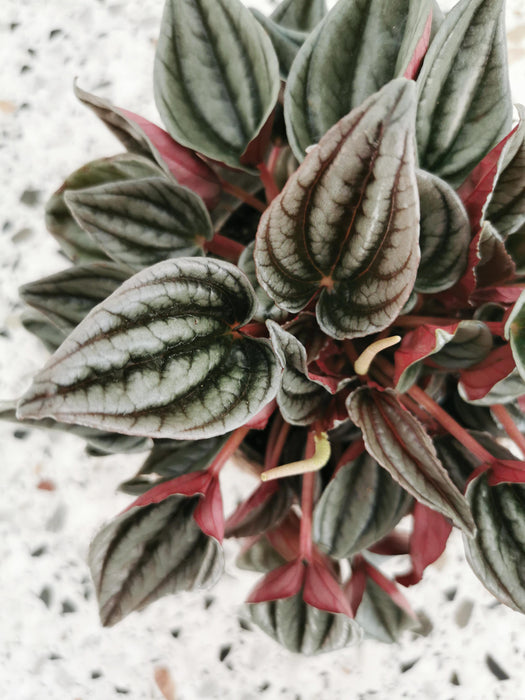 Peperomia mendoza - medium