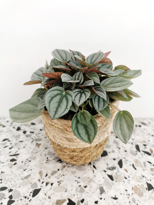 Peperomia caperata napoli nights (medium)