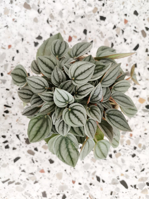Peperomia caperata napoli nights (medium)