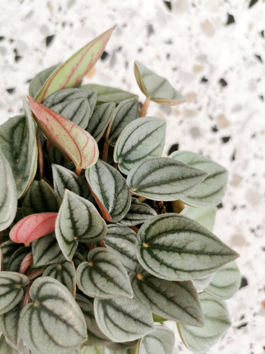 Peperomia caperata napoli nights (medium)