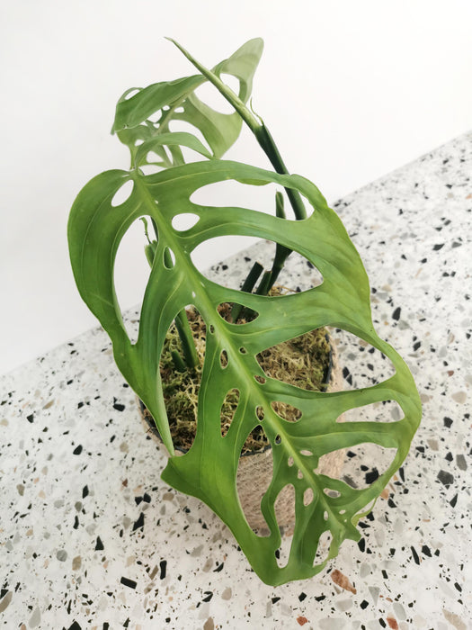 Monstera epipremnoides esqueleto