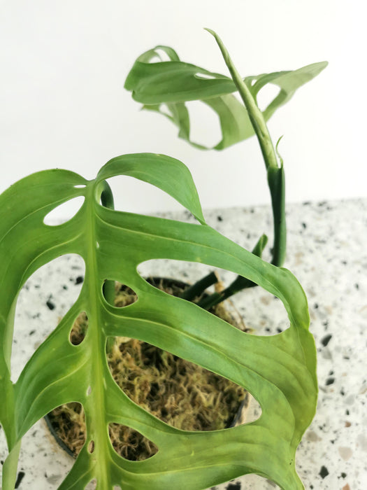 Monstera epipremnoides esqueleto