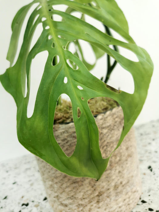 Monstera epipremnoides esqueleto