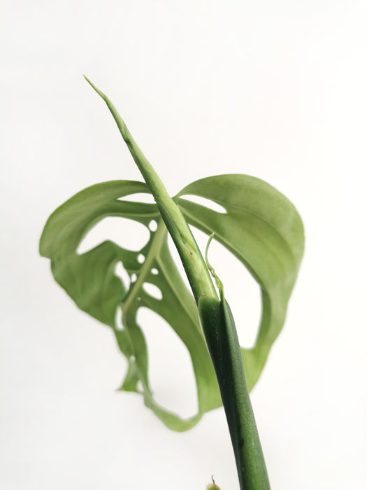 Monstera epipremnoides esqueleto